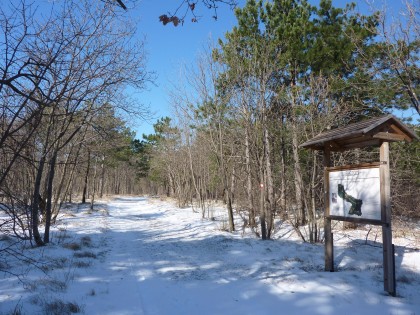 bosco bazzoni allo stato attuale